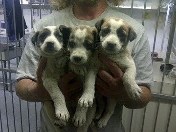 גורים כלבים שניצלו